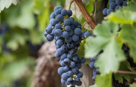 Četiri vrste najkorisnijeg voća za ljudsko zdravlje